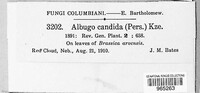Albugo candida image